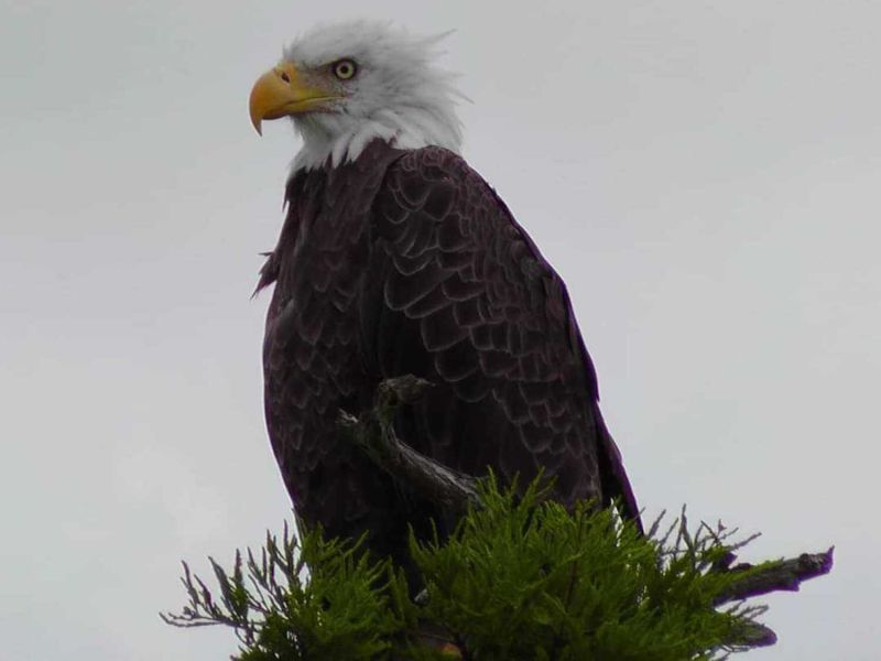 A bald eagle in a tree seen during an airboat ride