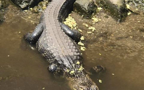 Alligator on the bank