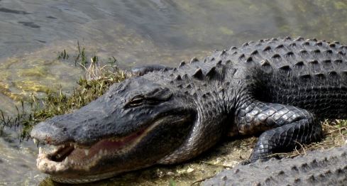 Alligator on Duke's Airboat Ride